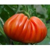 Seminte tomate Inima de Albenga - 1 gram