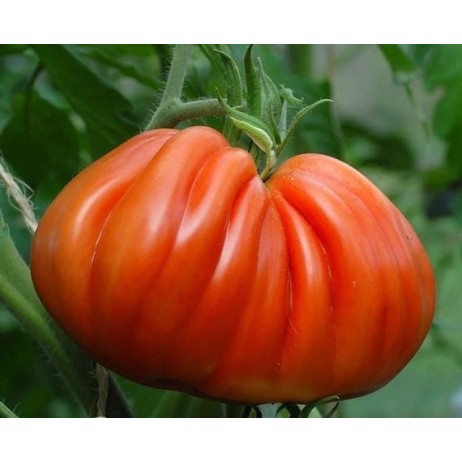 Seminte tomate Inima de Albenga - 1 gram