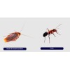 Insecticid Alfasect insecte taratoare - 10 ml