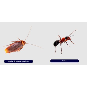 Insecticid Alfasect insecte taratoare - 10 ml