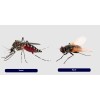 Insecticid Alfasect insecte zburatoare - 100 ml