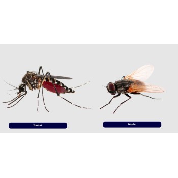 Insecticid Alfasect insecte zburatoare - 10 ml