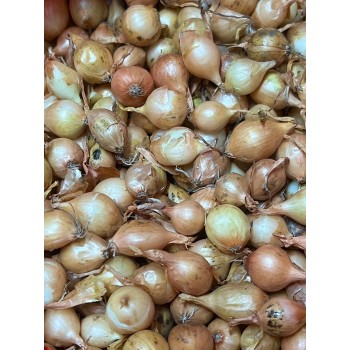 Arpagic galben Stuttgarter cal. 14-17 mm - 1 kg