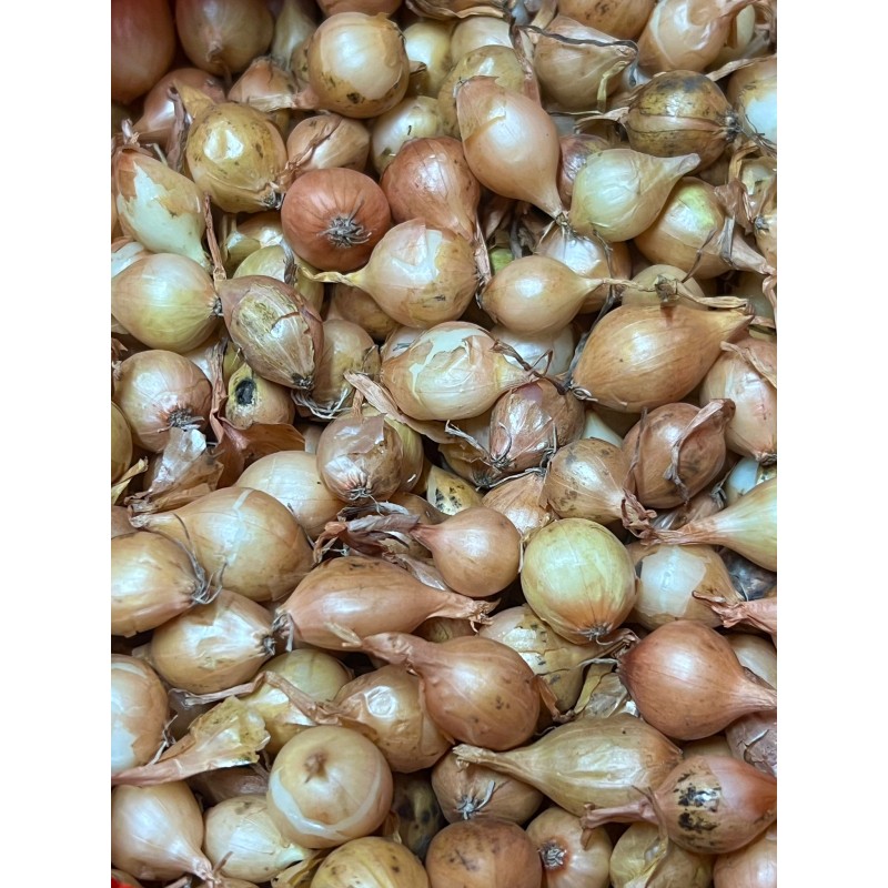 Arpagic galben Stuttgarter cal. 14-17 mm - 1 kg