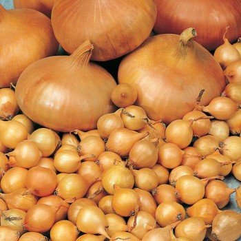 Arpagic galben Stuttgarter cal. 14-17 mm - 1 kg