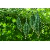 Seminte momordica Avangard amar - 1 gram