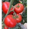 Seminte tomate Big Beef Plus F1 - 100 seminte