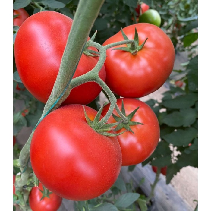 Seminte tomate Big Beef Plus F1 - 100 seminte