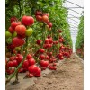 Seminte tomate Big Beef Plus F1 - 100 seminte
