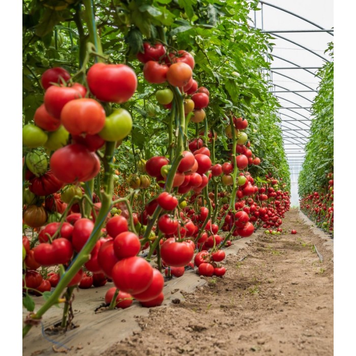 Seminte tomate Big Beef Plus F1 - 100 seminte