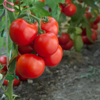 Seminte tomate BG Gramada F1 - 0.2 grame