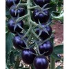 Seminte tomate Blue Cherry F1 - 0.1 grame