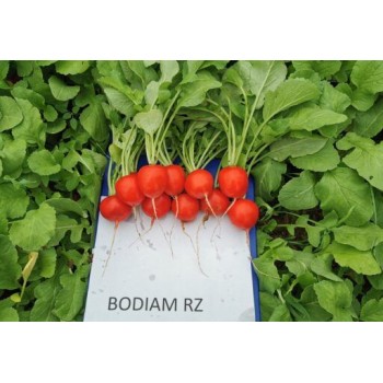 Seminte ridichi Bodiam RZ F1 - 5000 seminte
