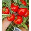 Seminte tomate Bueno F1 - 100 seminte