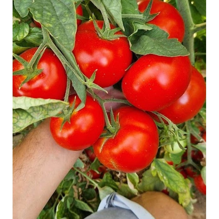 Seminte tomate Bueno F1 - 100 seminte