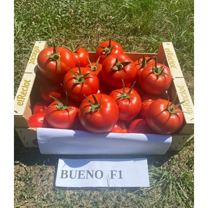 Seminte tomate Bueno F1 - 100 seminte