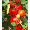 Seminte tomate Bueno F1 - 100 seminte