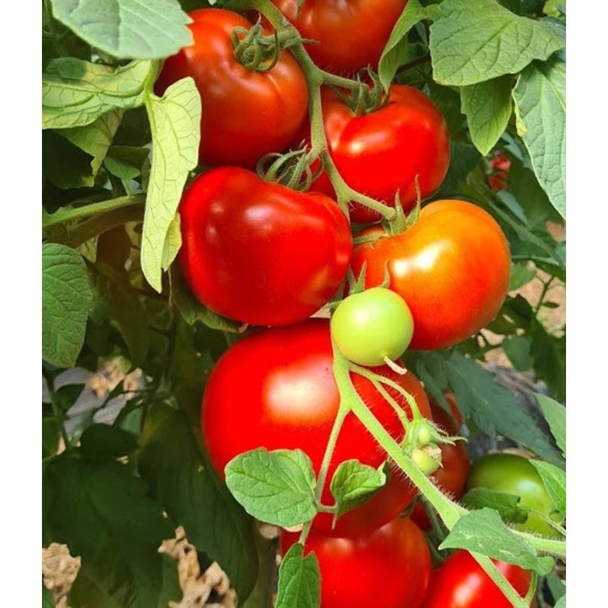 Seminte tomate Bueno F1 - 100 seminte