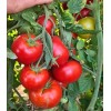 Seminte tomate Bueno F1 - 100 seminte
