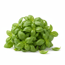 Busuioc