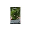 Seminte busuioc verde Large leaved - 1 gram
