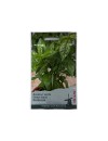 Seminte busuioc verde Large leaved - 1 gram