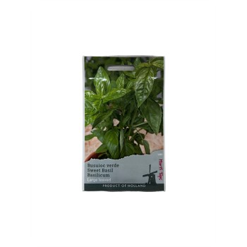 Seminte busuioc verde Large leaved - 1 gram
