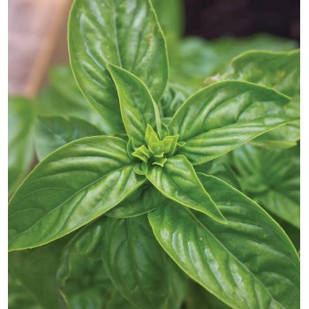 Seminte busuioc verde Large leaved - 1 gram