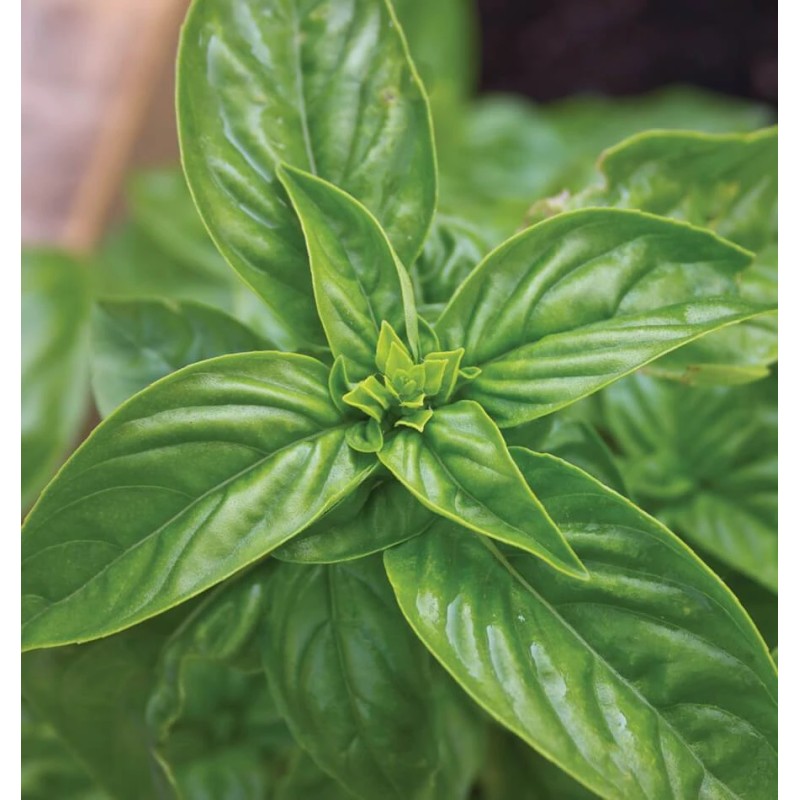 Seminte busuioc verde Large leaved - 1 gram