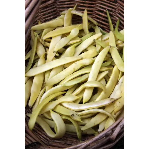 Seminte fasole pitica Capitano - 80 grame