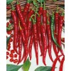 Seminte ardei iute Cayenne - 1.5 grame