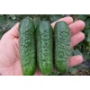 Seminte castraveti cornichon Florist - 10 grame