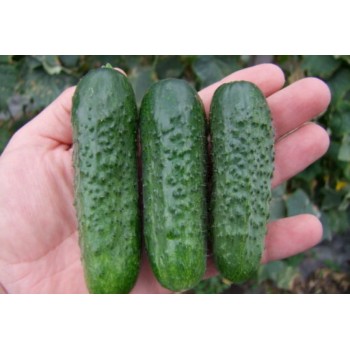 Seminte castraveti cornichon Florist - 10 grame