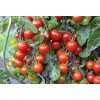 Seminte tomate Cherry Rosu - 0.2 grame