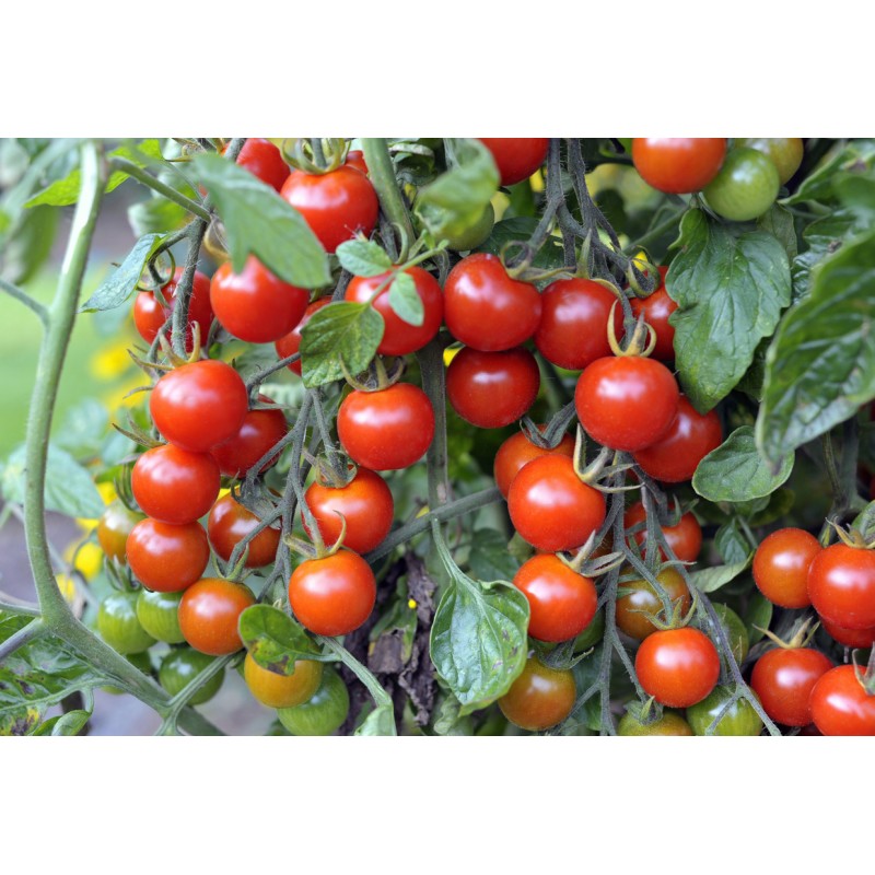 Seminte tomate Cherry Rosu - 0.2 grame