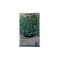 Seminte cimbrisor Echte Winter - 0.25 grame