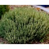 Seminte cimbrisor Echte Winter - 0.25 grame