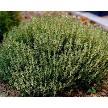 Seminte cimbrisor Echte Winter - 0.25 grame