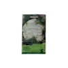 Seminte conopida Autumn Giant - 0.6 grame