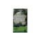 Seminte conopida Autumn Giant - 0.6 grame