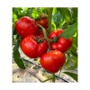 Seminte tomate Costared RZ F1 - 100 seminte