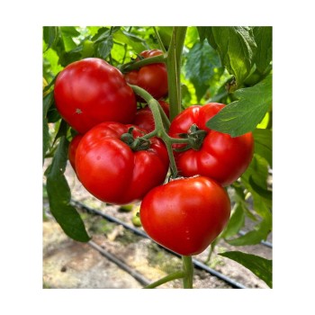Seminte tomate Costared RZ F1 - 100 seminte