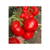 Seminte tomate Costared RZ F1 - 100 seminte