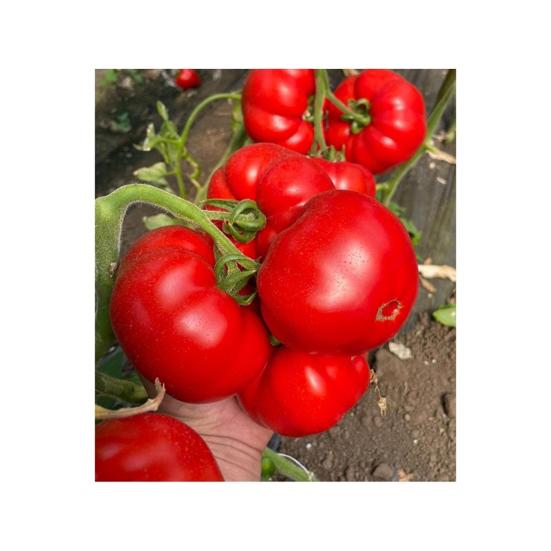Seminte tomate Costared RZ F1 - 100 seminte