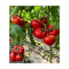 Seminte tomate Costared RZ F1 - 100 seminte