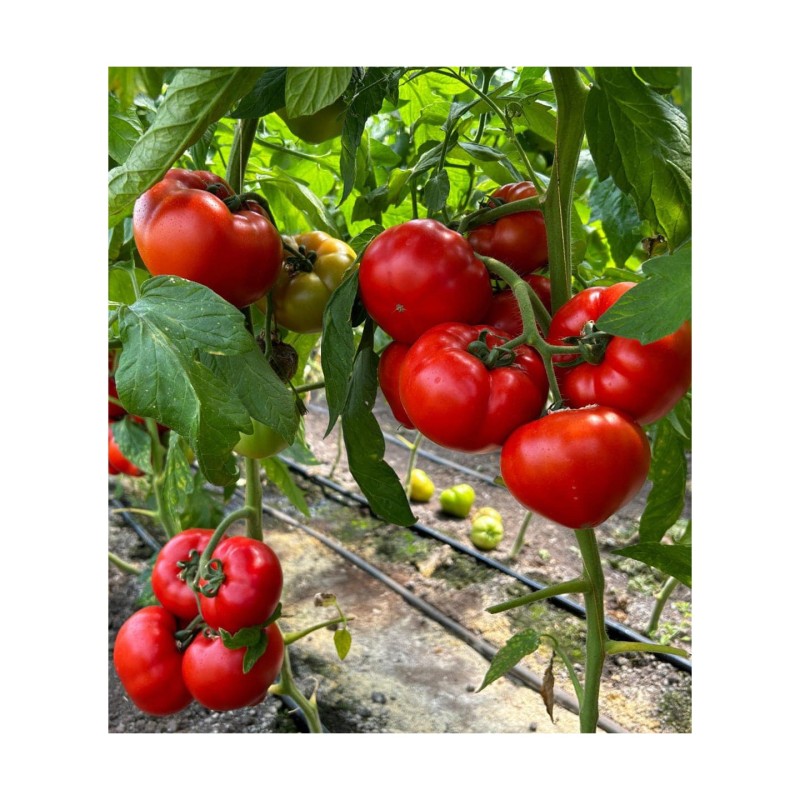 Seminte tomate Costared RZ F1 - 100 seminte