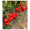 Seminte tomate Costared RZ F1 - 100 seminte