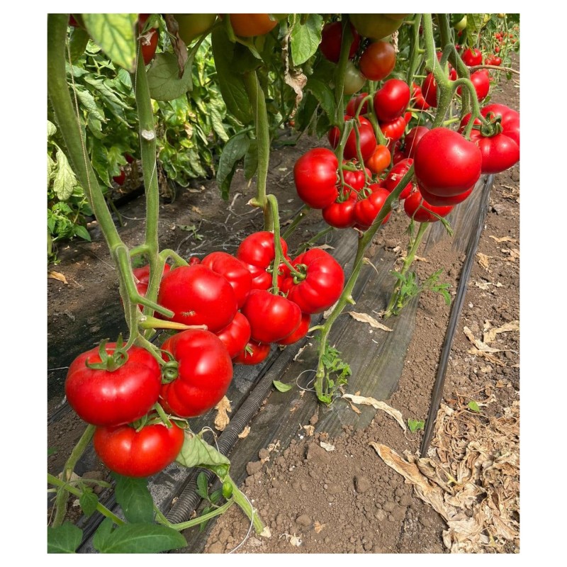 Seminte tomate Costared RZ F1 - 100 seminte