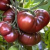 Seminte tomate Negre de Crimeea - 0.2 grame