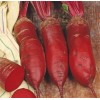 Seminte sfecla rosie Cylindra - 5 grame